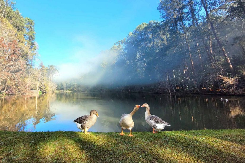 Parque Bambui Campos do Jordao